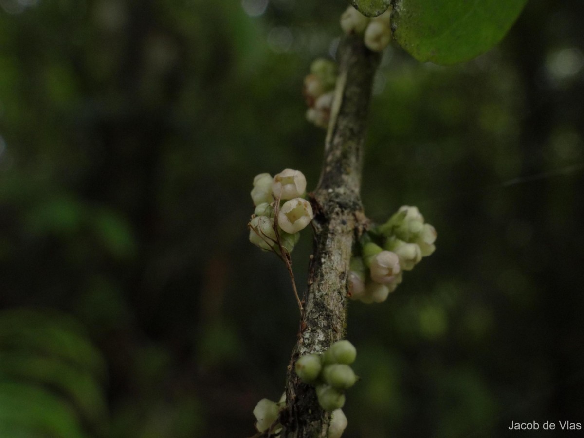 Lijndenia capitellata (Arn.) K.Bremer